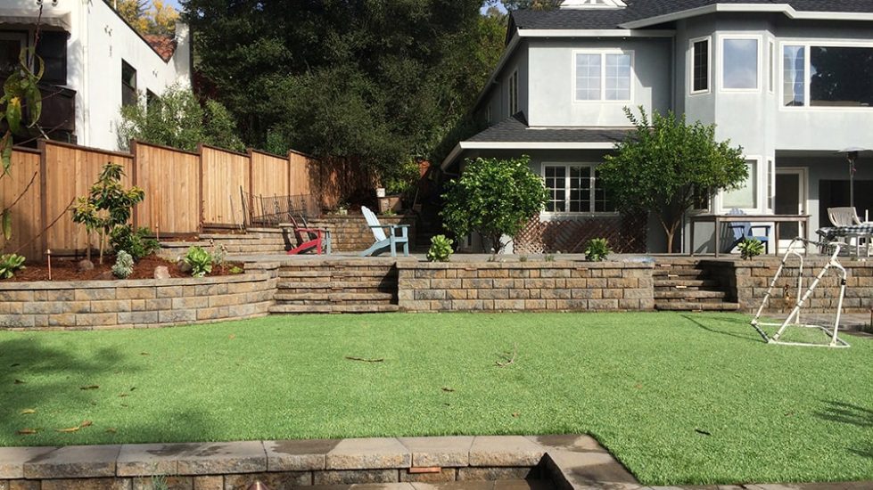backyard waterless lawn